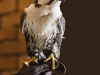 Falcon Chaukar at Althouse sm