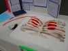 TVSEF_2025_Gen_07