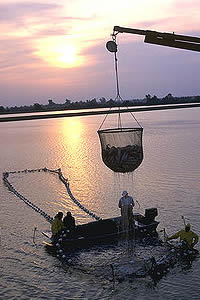 http://en.wikipedia.org/wiki/Aquaculture